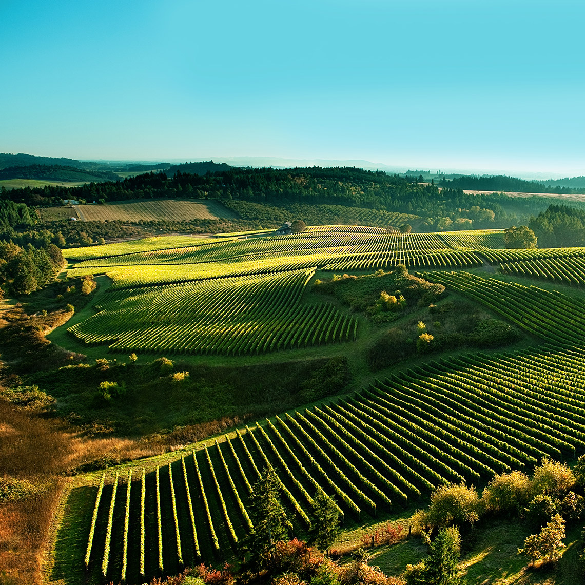 Oregon Wine