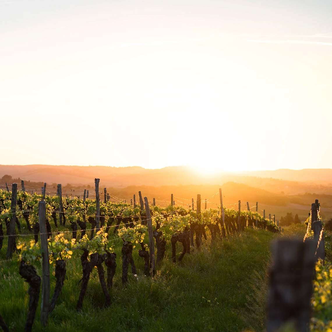 Vineyards of Hampshire
